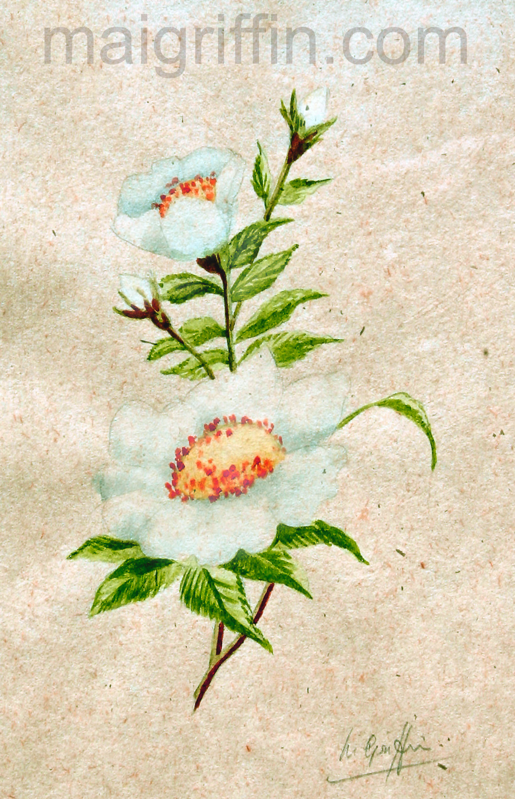 Dog Rose watercolour by Mai Griffin (1970)