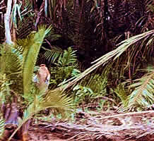 Proboscis monkey watching us